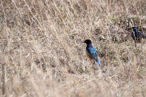 Superb starling in Masai Mara, Kenya.