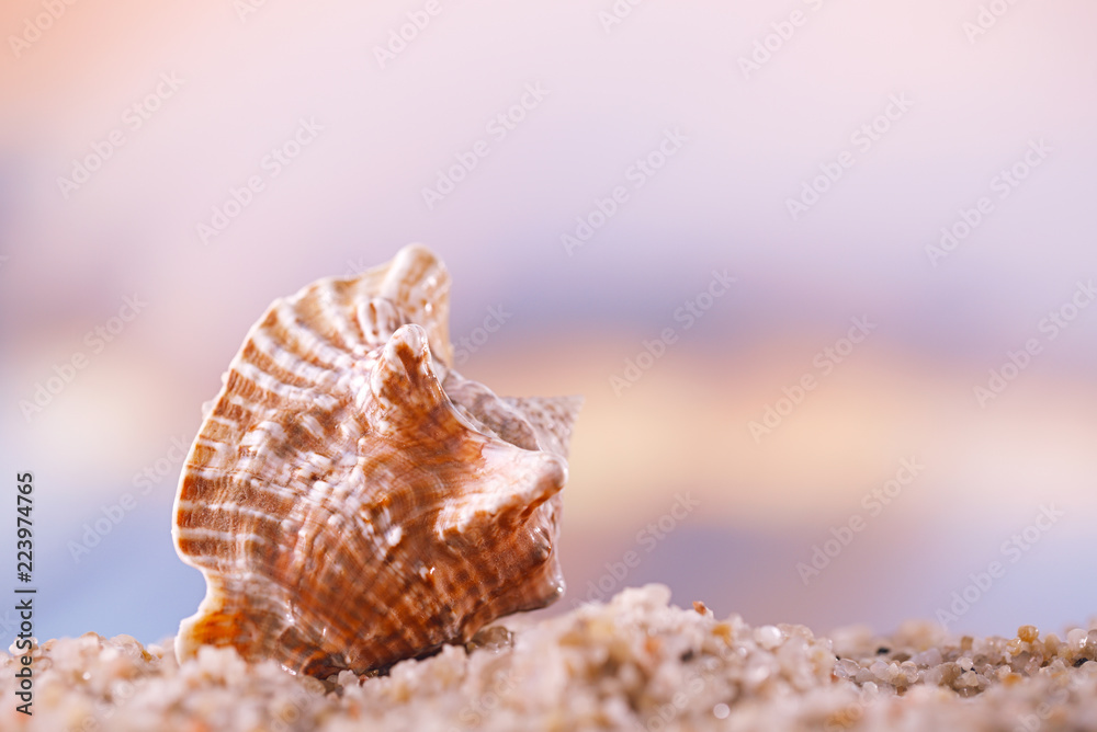 tropical seashell sea shell with ocean , beach and seascape tropical seashell sea shell with ocean , beach and seascape