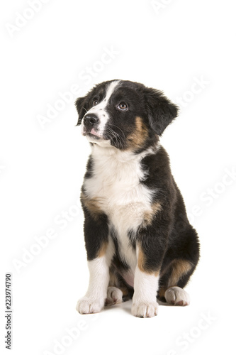 Cute black australian shepherd puppy sitting looking up isolated on a white background