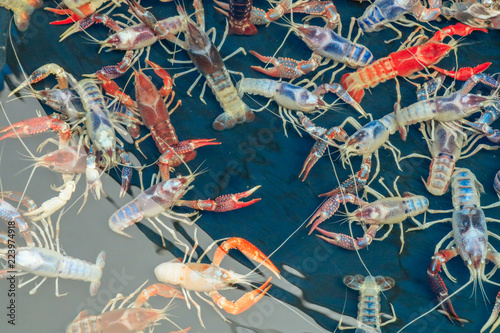 Colorful Crayfish (Procambarus clarkii), also known as crawfish, crawdads, freshwater lobsters, mountain lobsters,  mudbugs or yabbie. photo