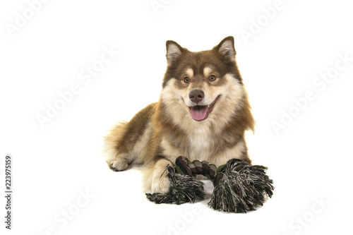 Finnish lapphund lying down with a rope toy looking at the camera isolated on a white background photo