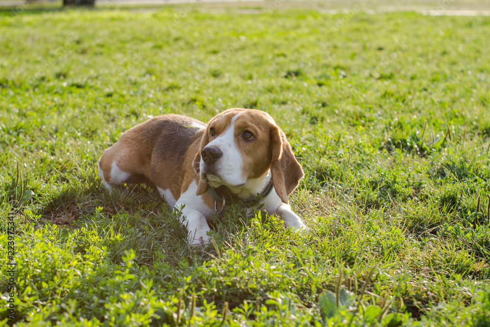 cute beagle dog posing in the park, sunny summer day