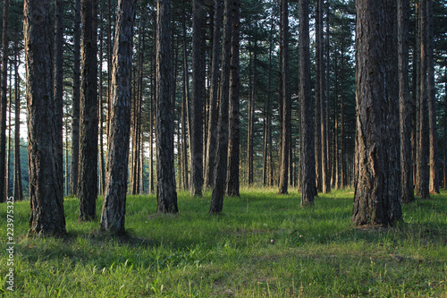 Pine forest park tara mountain serbia