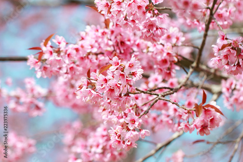 Wild Himalayan Cherry Blossoms in spring season (Prunus cerasoides), Sakura in Thailand, selective focus, Phu Lom Lo, Loei, Thailand.