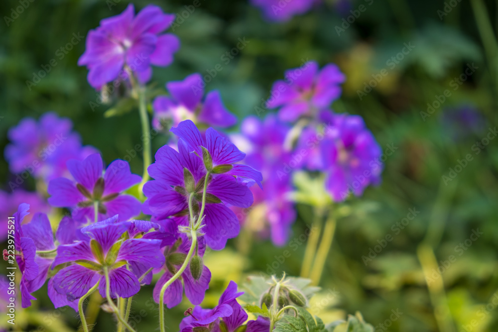 Beautiful ultraviolet flowers close-up on the green blurred backgrund in the garden