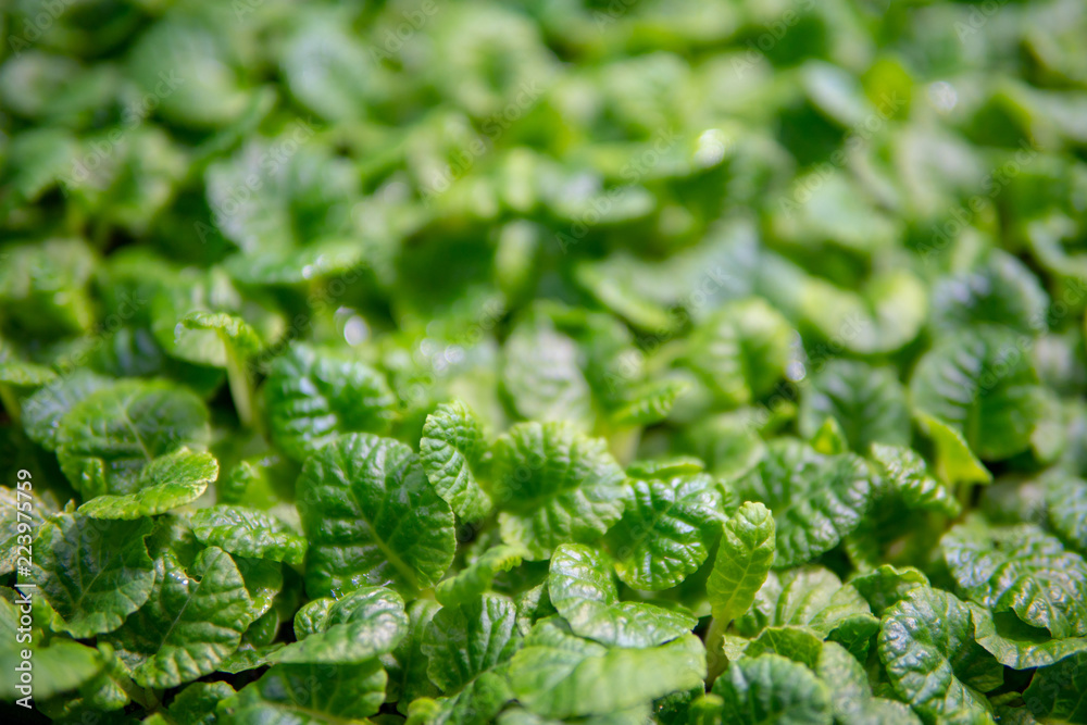 Young, green sprouts in the field. Young, green sprouts in the field.