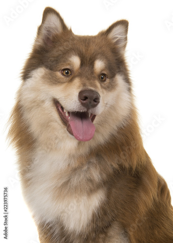 Portrait of a finnish lapphund looking away on a white background