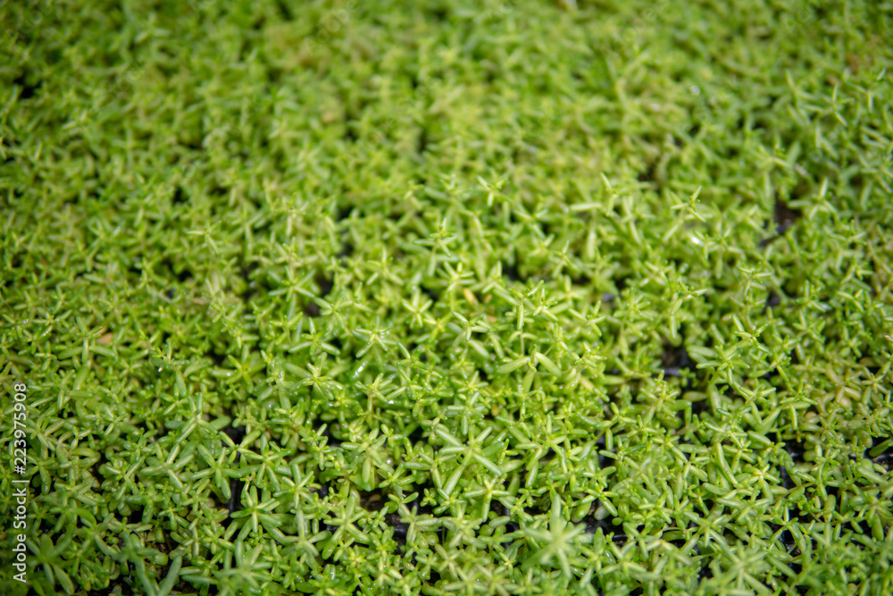 Young, green sprouts in the field. Young, green sprouts in the field.