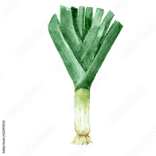 Watercolor illustration of a painting technique. Fresh organic food. Vector. Leek. Onion.