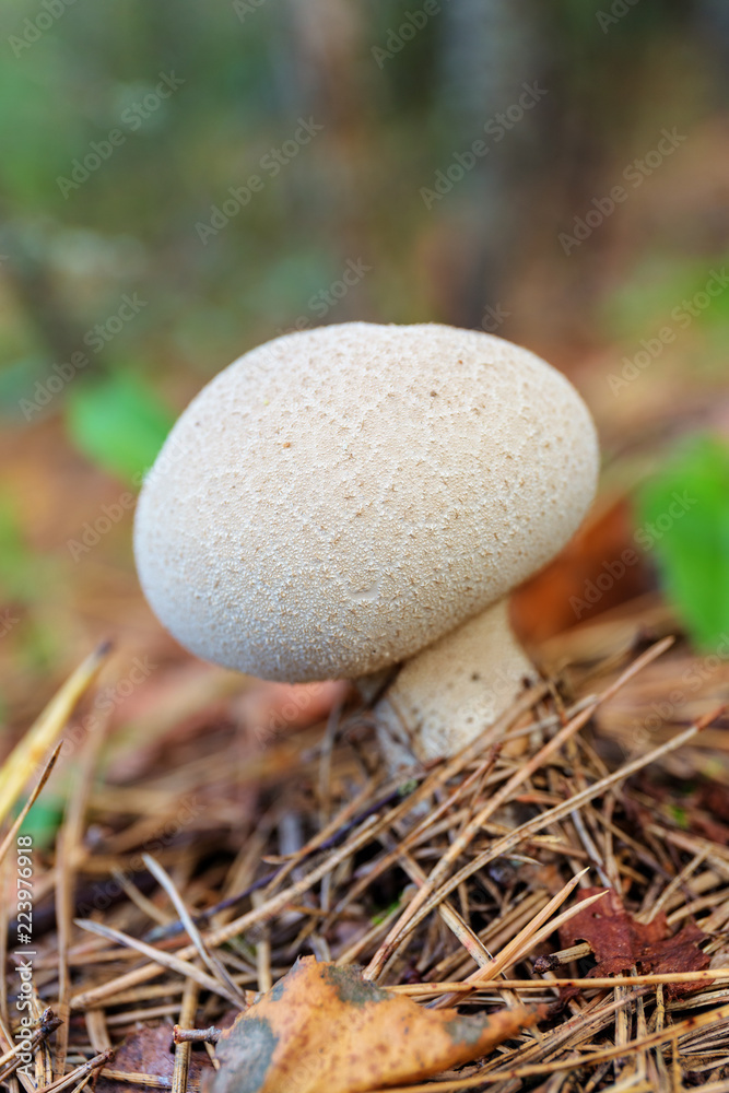 puffball mushroom close up