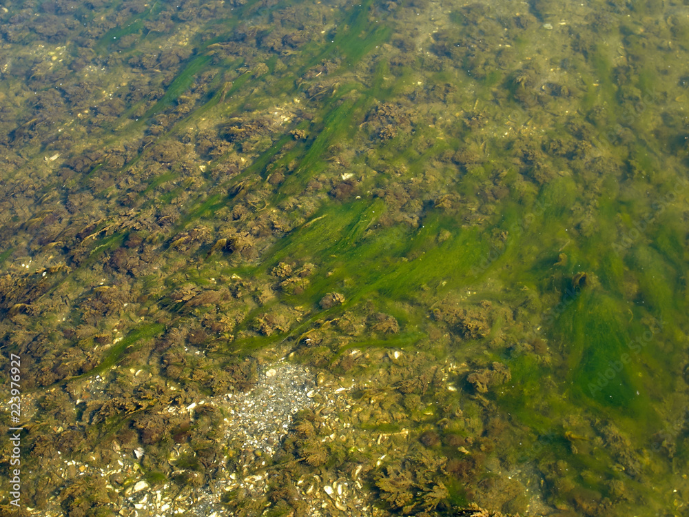 Sea ocean rocks covered with seaweed