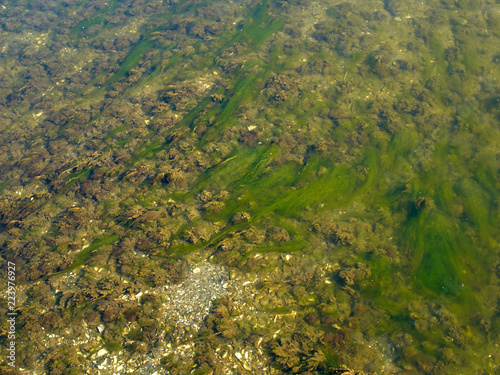 Sea ocean rocks covered with seaweed