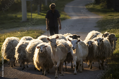 Silhouette of shepherd with herd of sheeps and goats in sunset