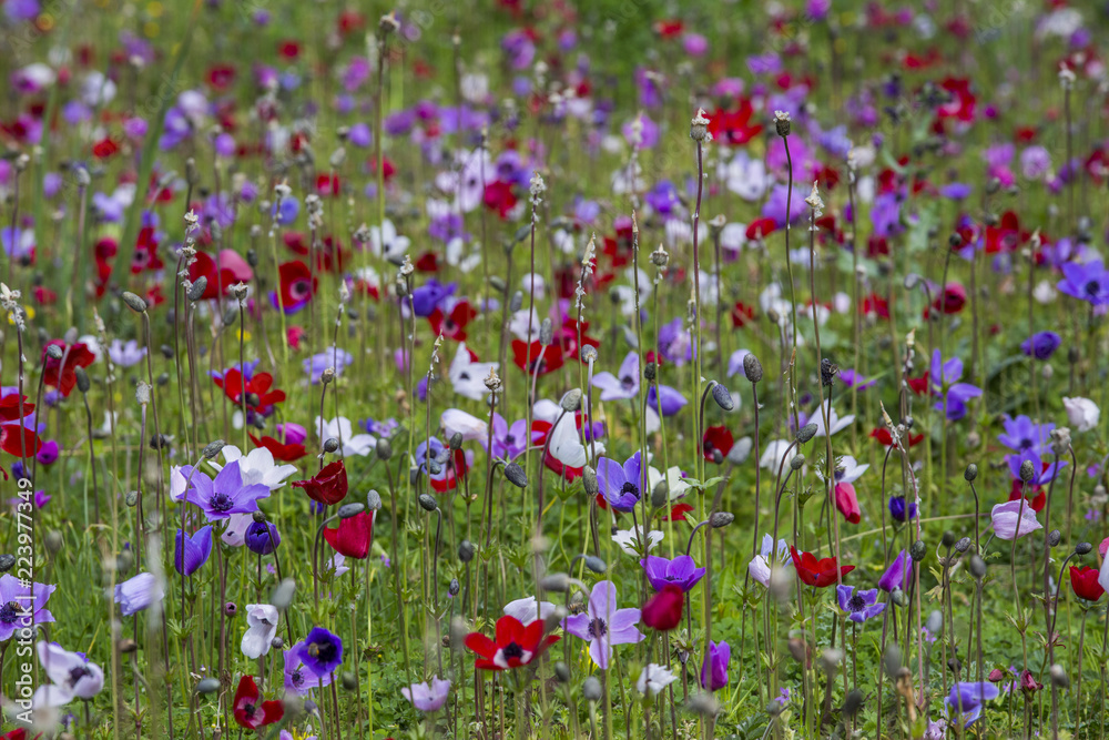 anemone time anemone time
