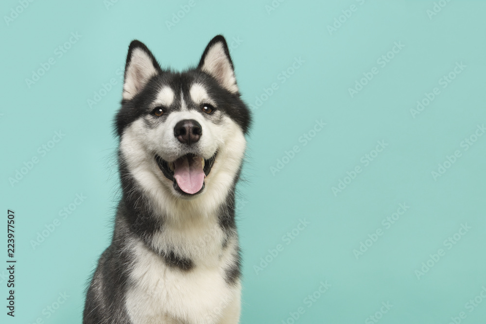 Fototapeta premium Portret psa Husky patrząc w kamerę z otwartymi ustami na turkusowo-niebieskim tle