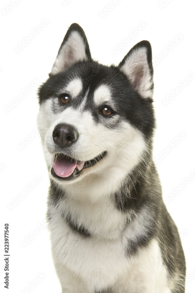 Portrait of a pretty husky dog looking away with mouth open isolated on a white background in a vertical image