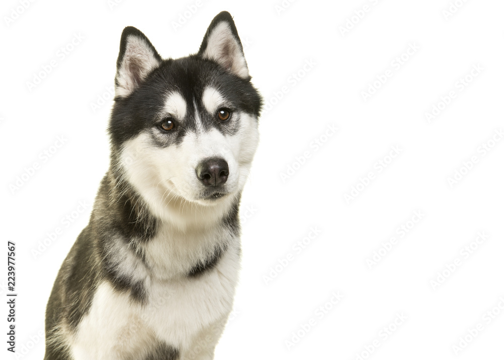 Portrait of a pretty husky dog isolated on a white background