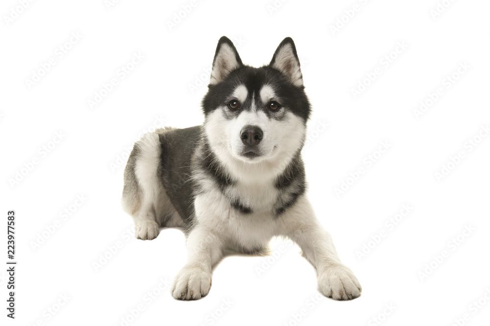Husky dog lying down seen from the front isolated on a white background