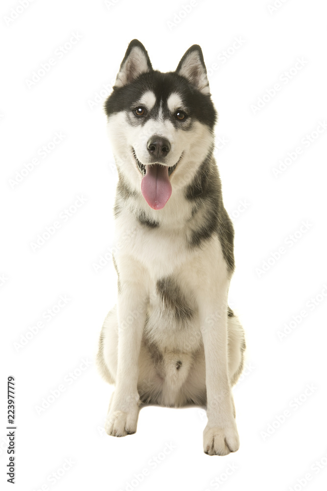 Siberian husky dog sitting looking at camera with mouth open isolated on a white background