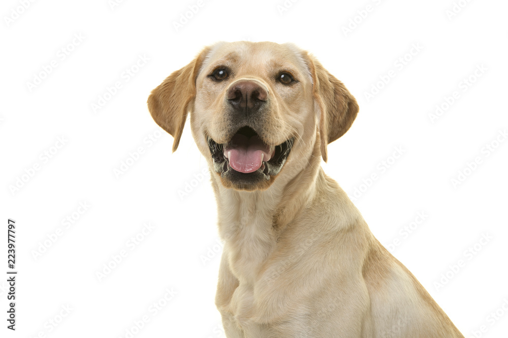 Obraz premium Portret psa blond labrador retriever patrząc w kamerę z otwartymi ustami, widziany z boku