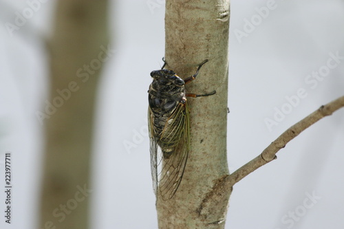 Cicada perching on a tree