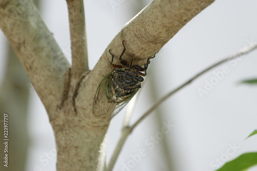Cicada perching on a tree