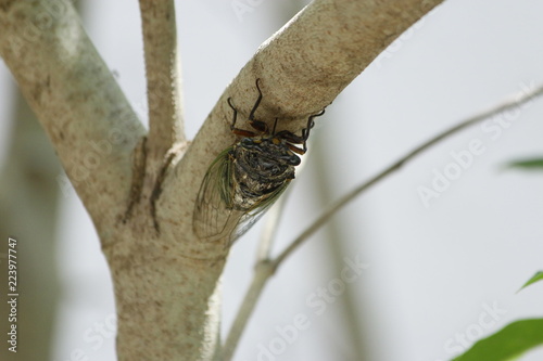 Cicada perching on a tree