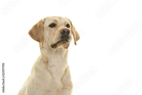 Portrait of a blond labrador retriever dog looking away to the side isolated on a white background © Elles Rijsdijk