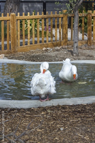 two geese in Park Phoenic, Nice photo