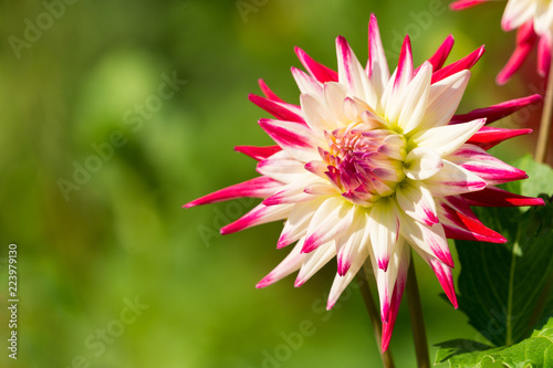 Fototapeta Naklejka Na Ścianę i Meble -  Semi-Kaktusdahlie Sorbet (Asteraceae) blüht in der Sommersonne.