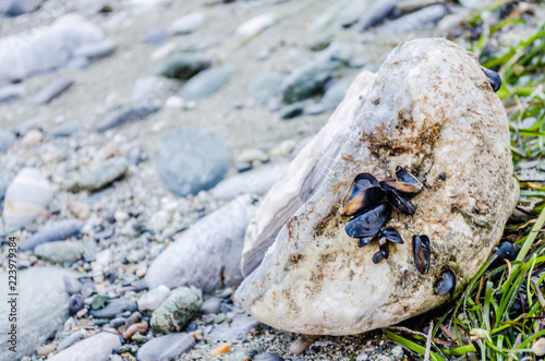 Sea shells stuck on a rock 