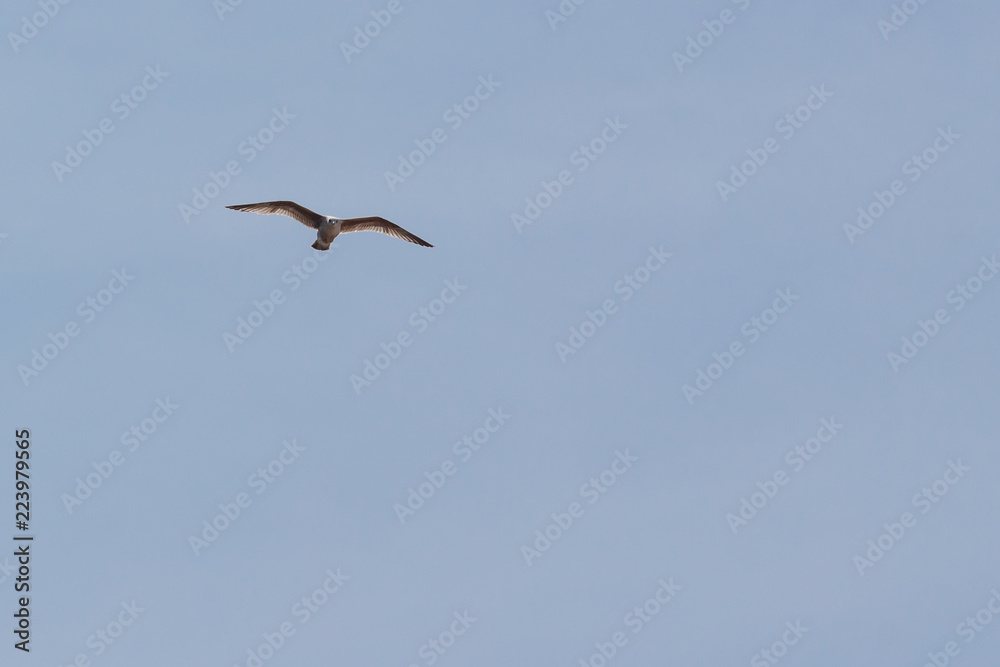 Single white seagull in flight with spread wings isolated against a clear blue sky Single white seagull in flight with spread wings isolated against a clear blue sky