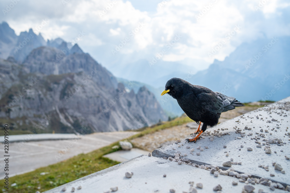 The Alpine chough, or yellow-billed chough (Pyrrhocorax graculus), is a bird in the crow family, one of only two species in the genus Pyrrhocorax. Picture shot at Tre Cime Lavaredo (Drei Zinnen) The Alpine chough, or yellow-billed chough (Pyrrhocorax graculus), is a bird in the crow family, one of only two species in the genus Pyrrhocorax. Picture shot at Tre Cime Lavaredo (Drei Zinnen)