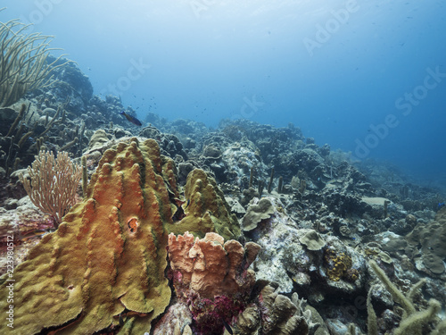 Seascape of coral reef   Caribbean Sea   Curacao with various hard and soft corals  sponges