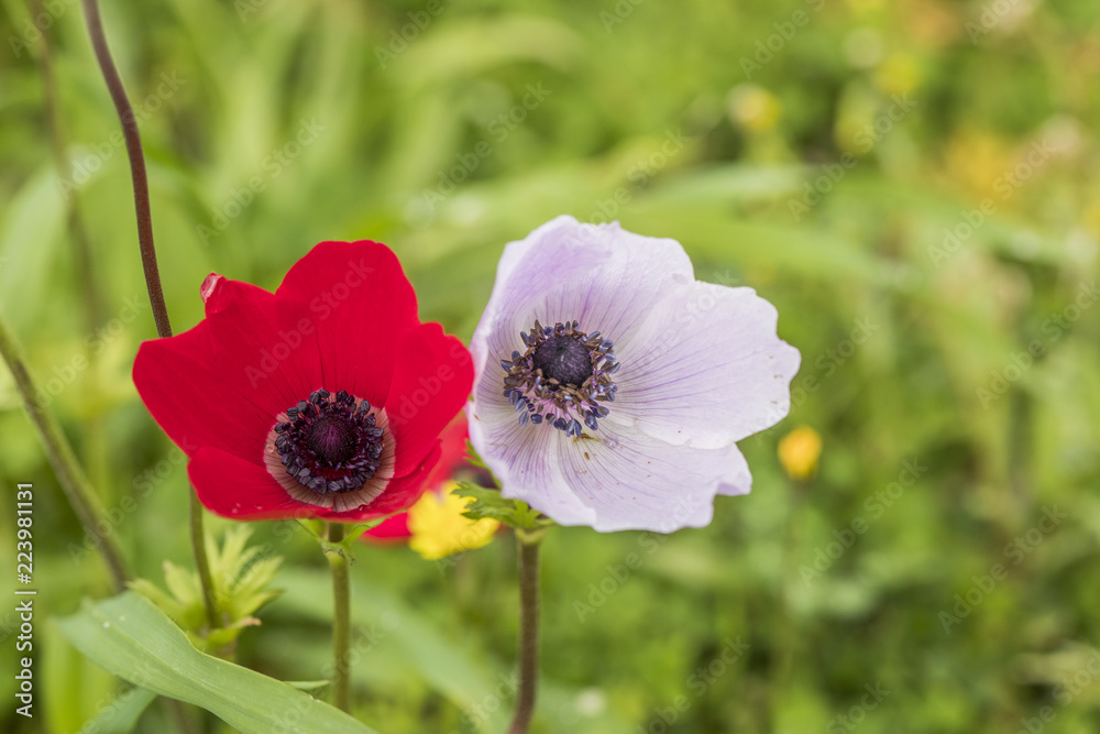 anemone time