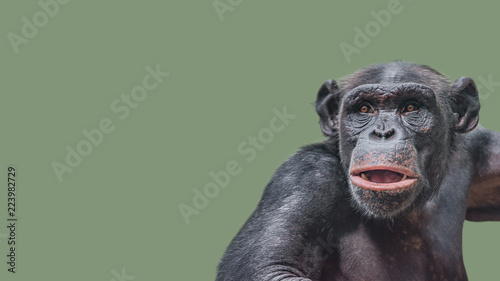 Portrait of curious wondered Chimpanzee at smooth uniform background