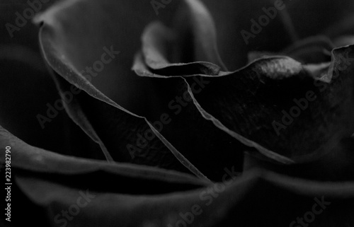Black flower texture background
