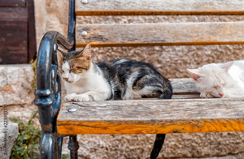 Sleeping cat on traditional bench on street
