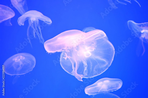 A lot of tropical transparent jellyfish under water in aquarium on blue background