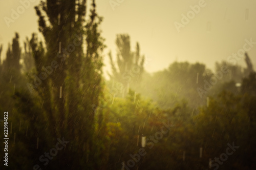 Landscape with trees in heavy summer rainstorm