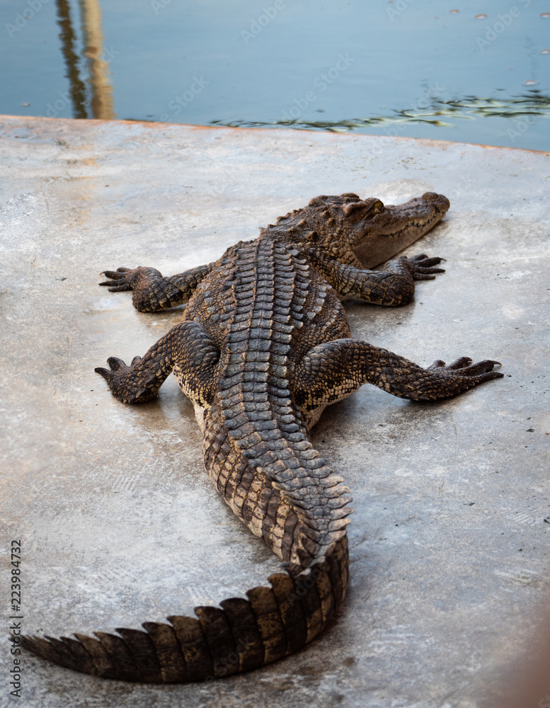 Naklejka premium Crocodile saltwater Thailand