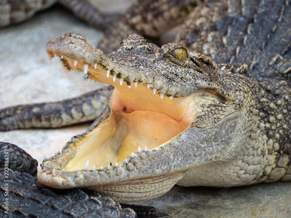 Obraz premium Crocodile saltwater Thailand