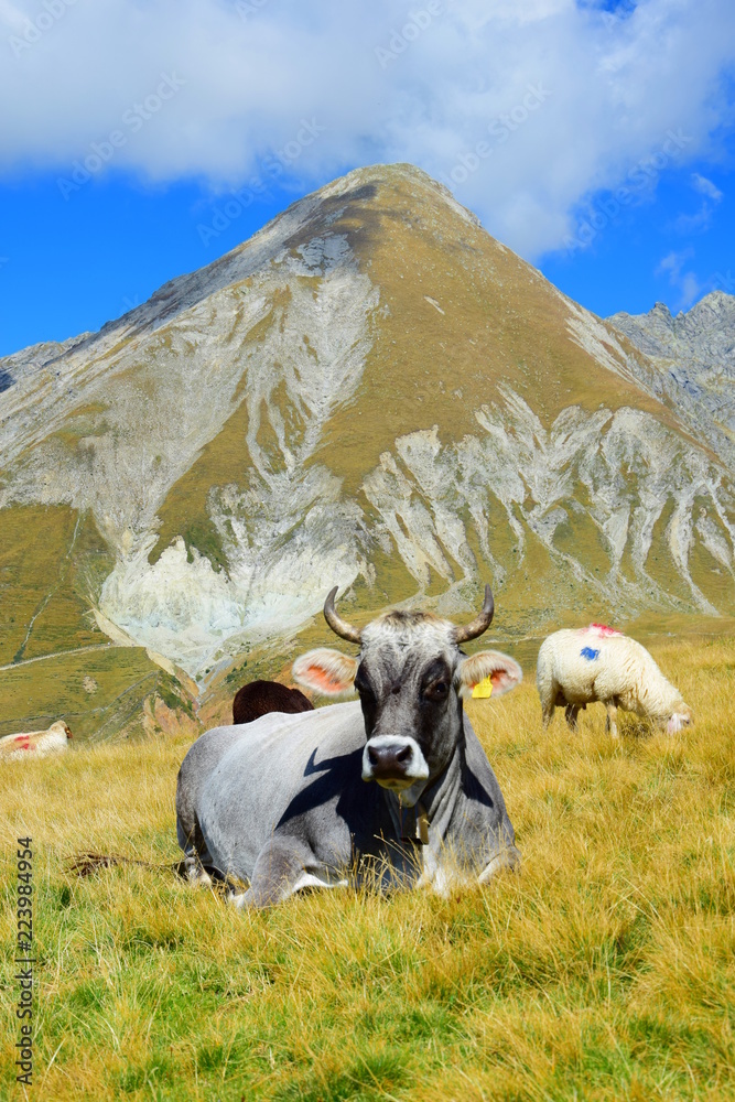 Naklejka premium Entspannte und glückliche Kuh auf einer Almwiese in Südtirol