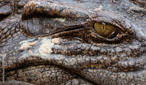 Crocodile saltwater Thailand