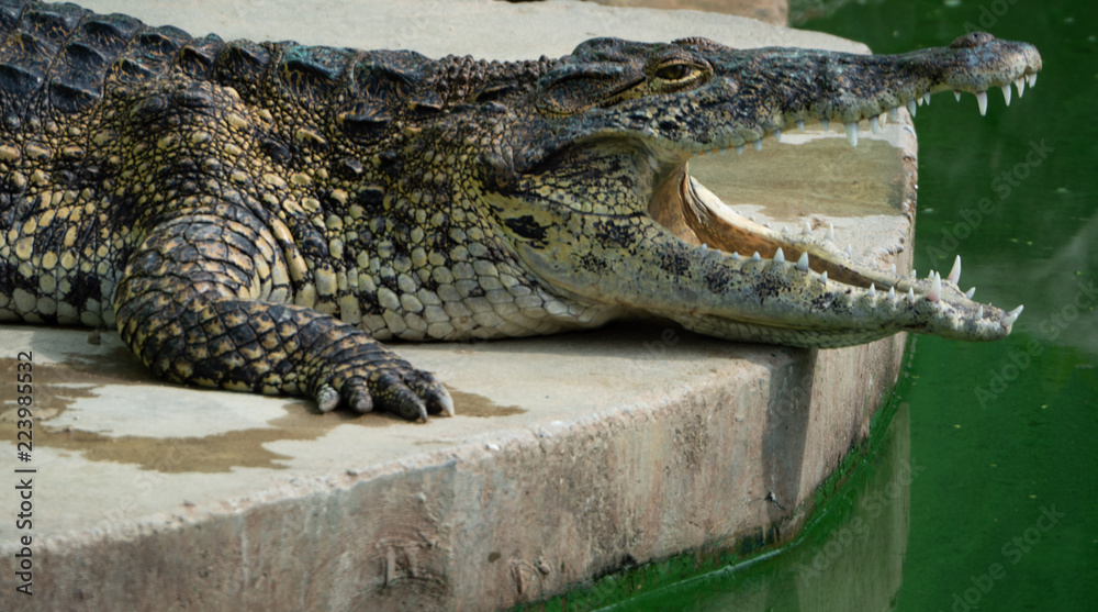 Fototapeta premium Crocodile saltwater Thailand