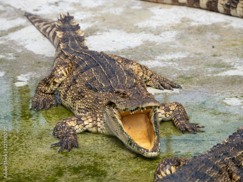 Crocodile saltwater Thailand
