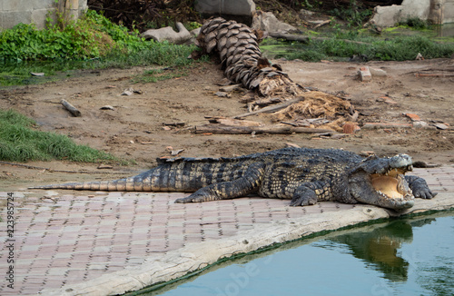 Crocodile saltwater Thailand