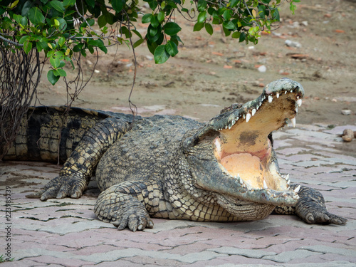 Crocodile saltwater Thailand