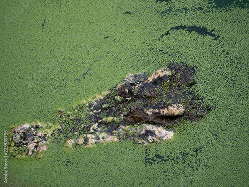 Crocodile saltwater Thailand
