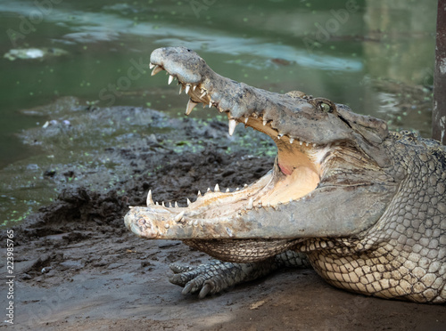 Crocodile saltwater Thailand